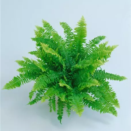 Nephrolepis exaltata 'Vitale'