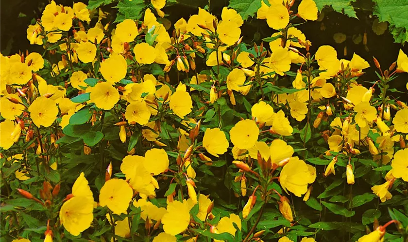 Oenothera tetragona 'Golden Sunlight'