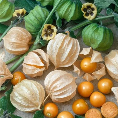 Physalis peruviana 'Little Lanterns'