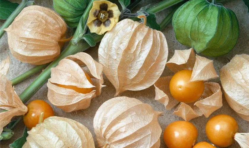 Topf-Physalis