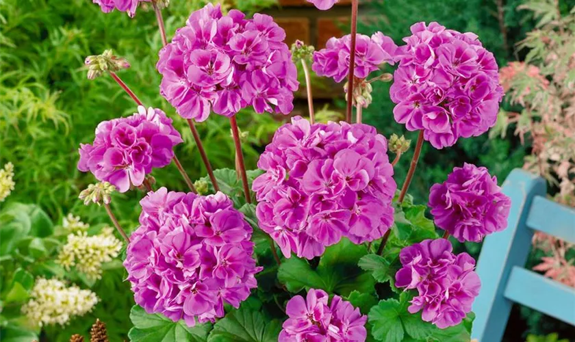 Zonalpelargonie 'Lavenda'