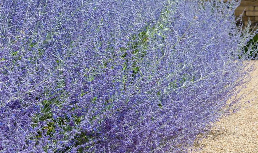 Perovskia atriplicifolia 'Blue Spire'