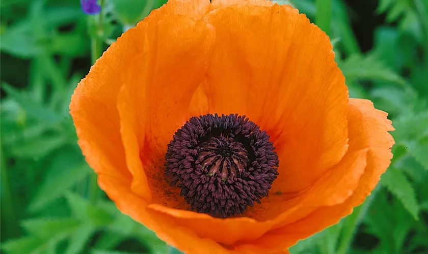 Papaver orientale 'Orange Glow'