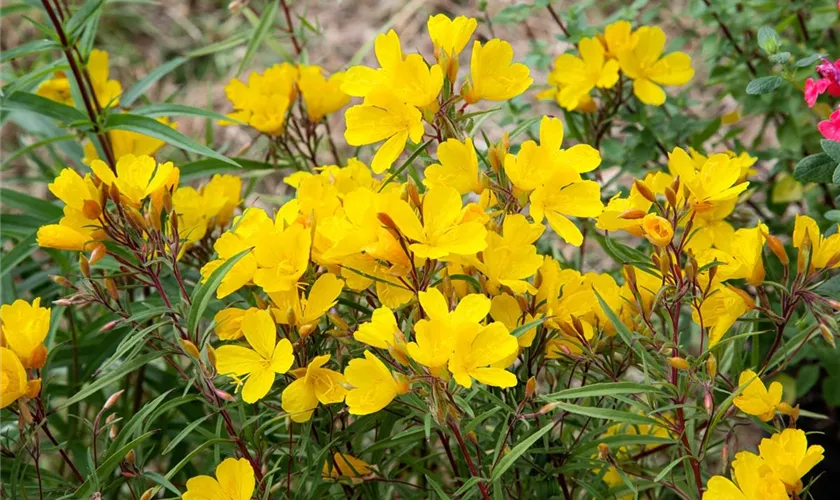 Nachtkerze 'Lemon Drop'(s)