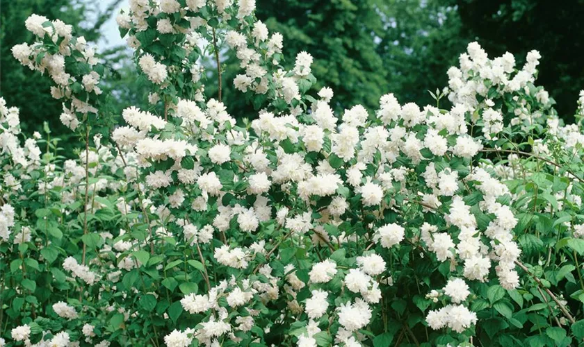 Philadelphus 'Minnesota Snowflake'