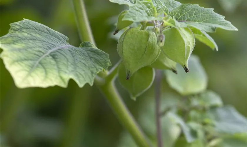 Physalis pruinosa 'Tante Molly'