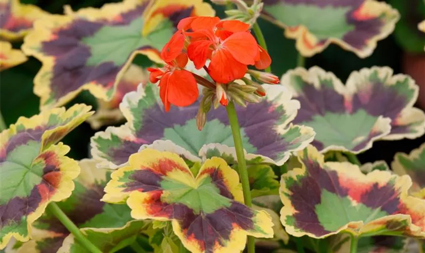 Zonalpelargonie 'Mrs. Pollock'