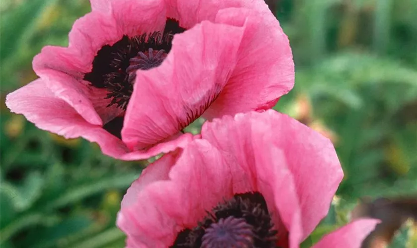 Papaver orientale 'Raspberry Brulee'