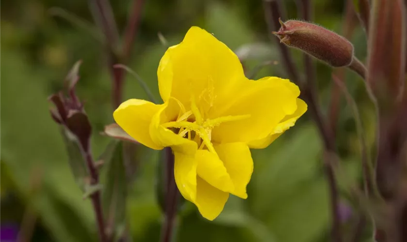 Duftende Nachtkerze 'Sulphurea'