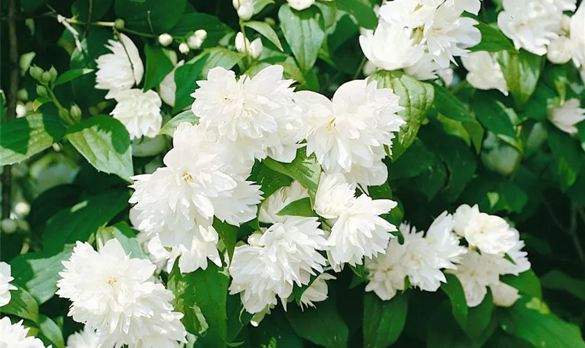 Philadelphus 'Schneesturm'