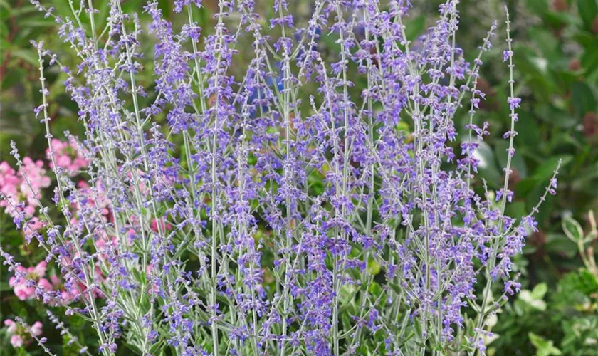 Perovskia atriplicifolia 'Silver Scepter'