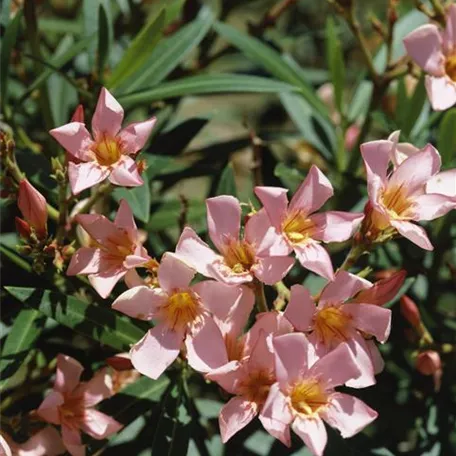 Oleander 'Apricot'