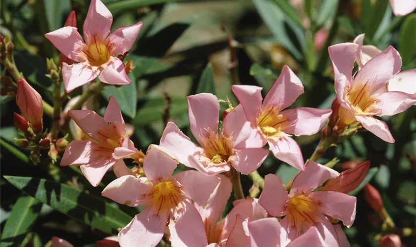 Nerium oleander 'Apricot'