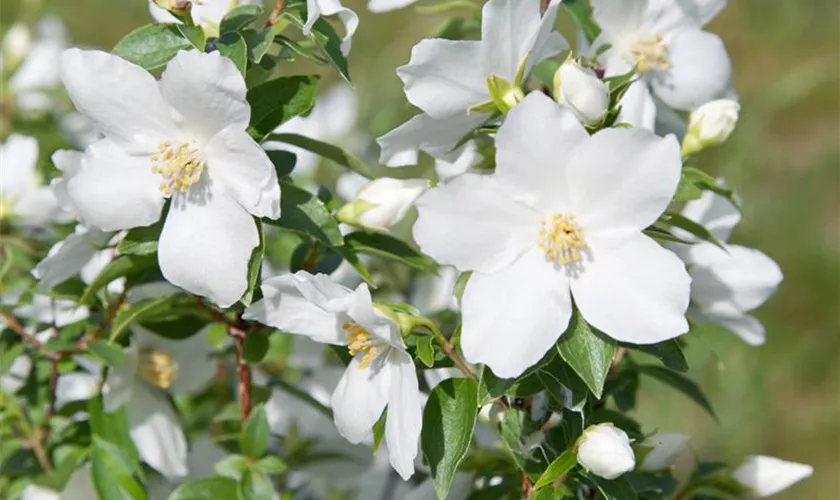 Philadelphus x lemoinei 'Silberregen'