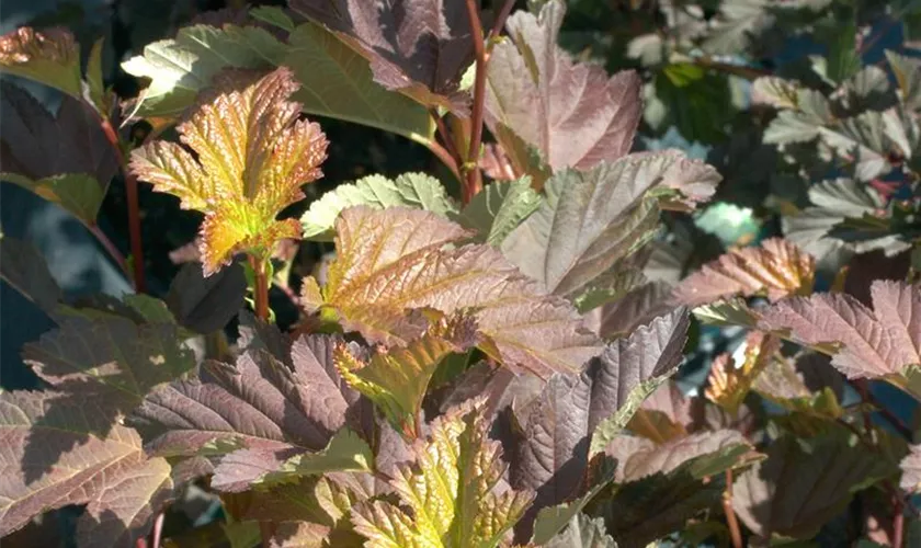 Physocarpus opulifolius 'Chameleon'