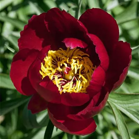 Paeonia delavayi