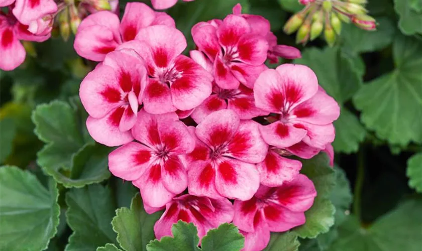 Zonalpelargonie 'Sidonia'