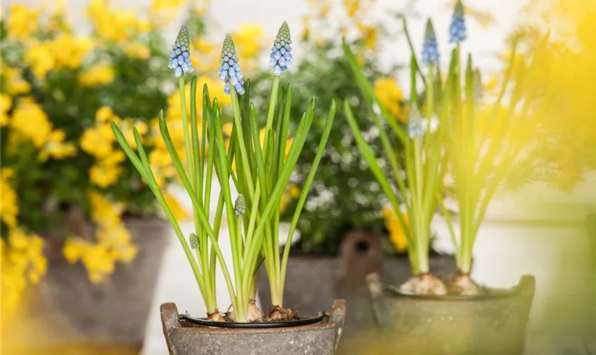 Traubenhyazinthe 'Fields of Blue'