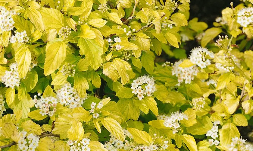 Physocarpus opulifolius 'Luteus'