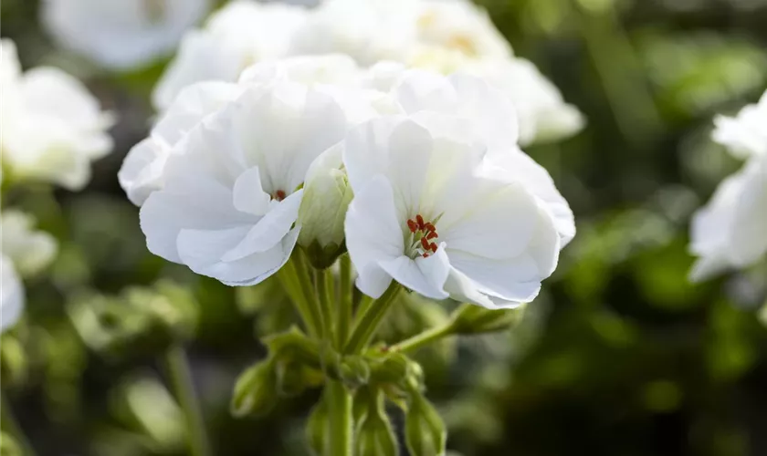 Zonal-Pelargonie 'Sunrise'®