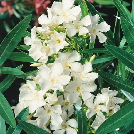 Oleander 'Nana'