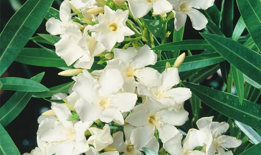 Nerium oleander 'Tricolor'