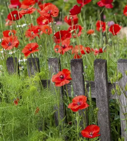 Farbe bekennen macht im Garten richtig Spaß!