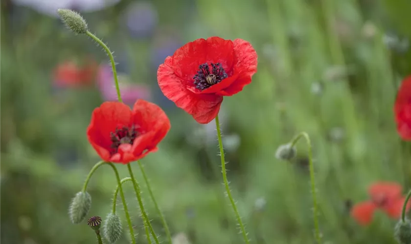 Papaver rhoeas, rot