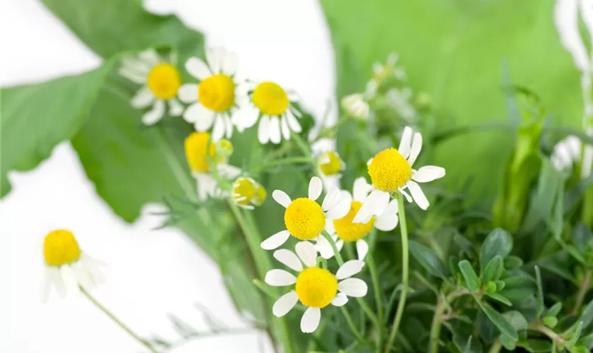 Matricaria recutita 'Canastilla'