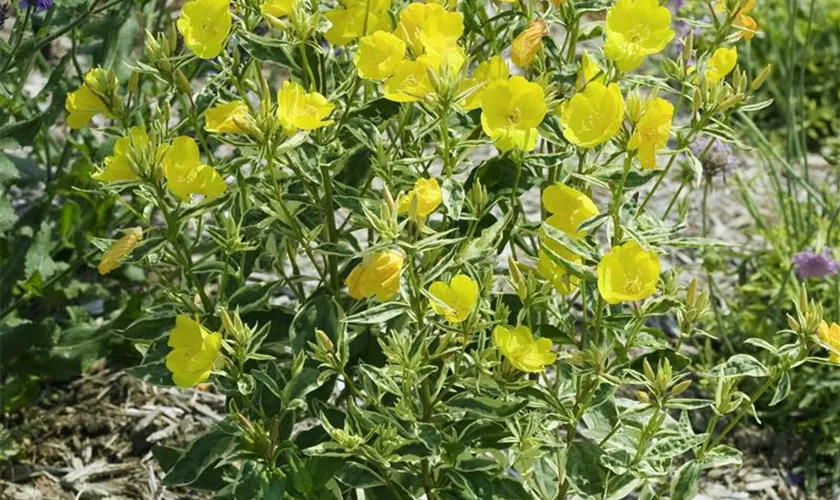 Oenothera tetragona 'Yellow River'