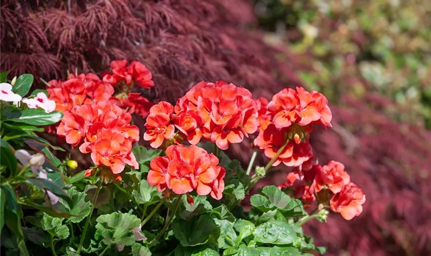 Zonale-Pelargonie 'Tex Mex Fire'