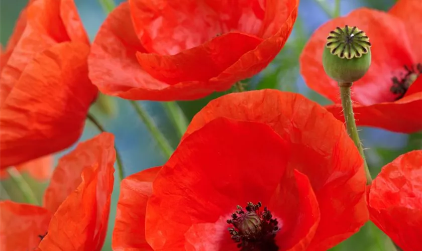 Papaver rhoeas 'Abendfeuer'