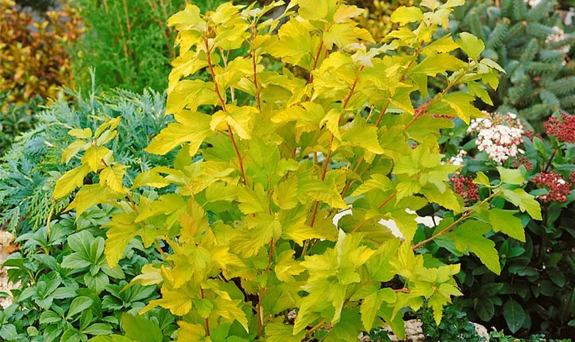 Physocarpus opulifolius 'Golden Anny'