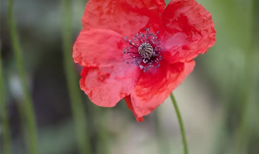 Papaver rhoeas 'Canto'