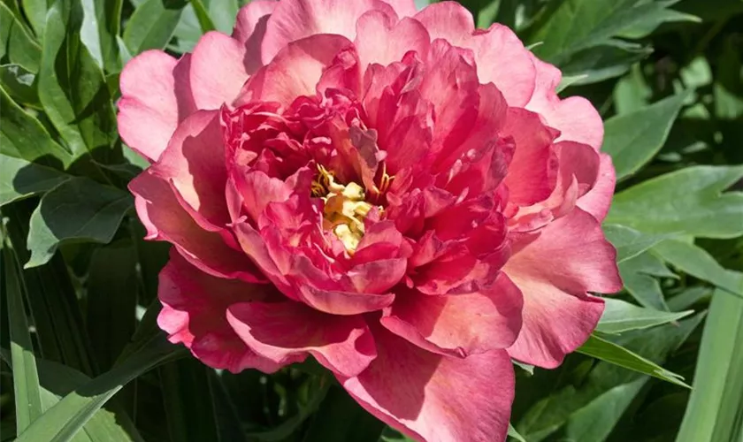 Paeonia itoh 'Hillary'