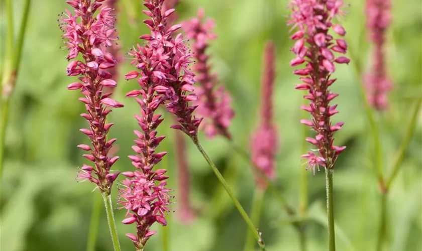 Persicaria orientalis 'Princess Feather'