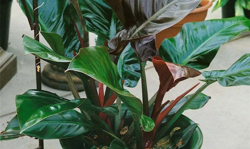 Philodendron 'Congo Red'