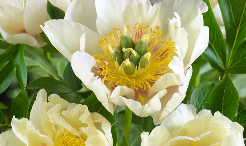 Paeonia itoh 'Prairie Charm'