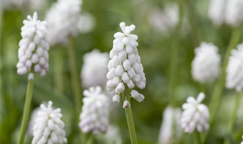 Türkische Hyazinthe 'White Beauty'