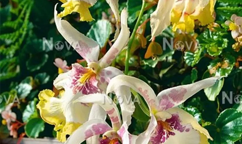 Miltonia 'Sunset'