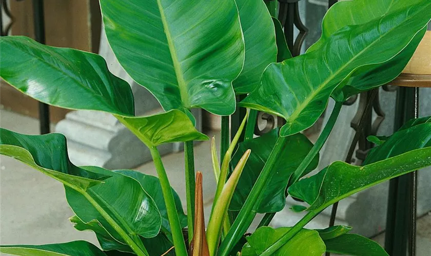 Philodendron erubescens 'Imperial Green'