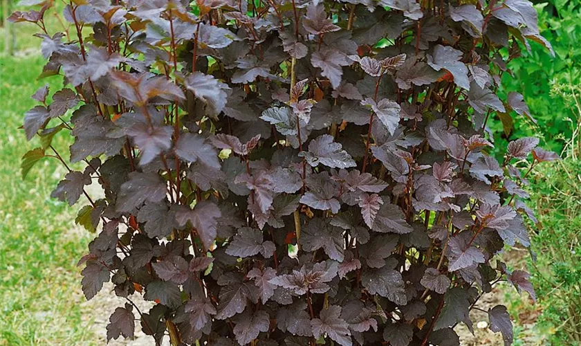 Physocarpus opulifolius 'Red Esquire'