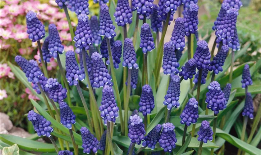 Muscari botryoides