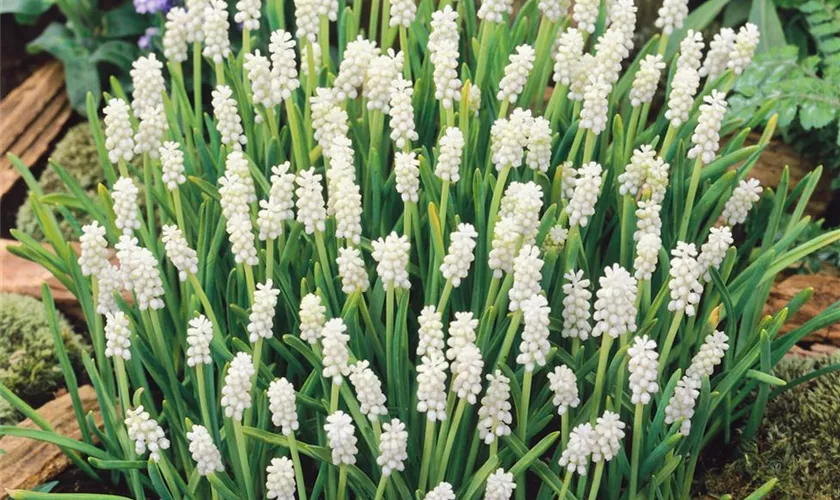 Muscari botryoides 'Album'