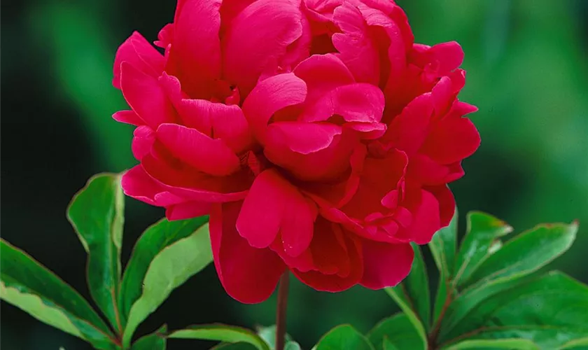 Paeonia lactiflora 'Adolphe Rousseau'