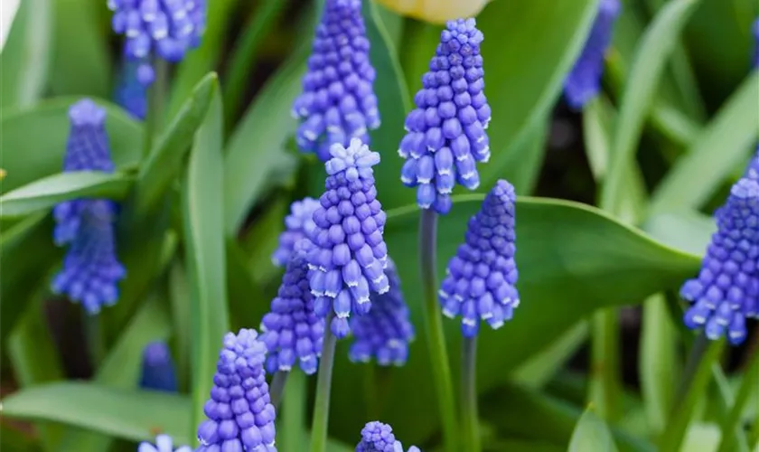 Muscari botryoides 'Superstar'