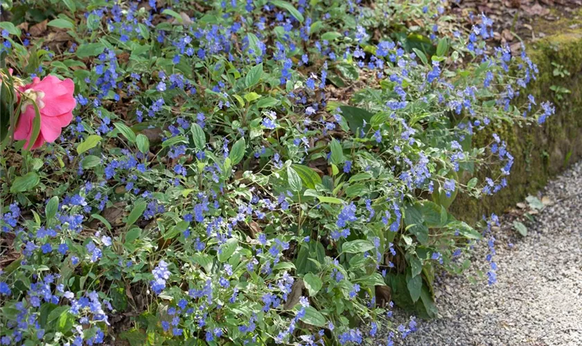 Omphalodes cappadocica