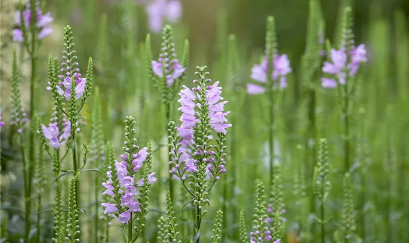 Physostegia virginiana 'Grandiflora Rosea'