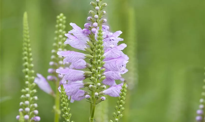 Physostegia virginiana 'Rosea'