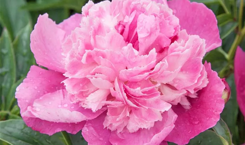 Paeonia lactiflora 'Annemieke'